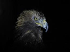 aquila Aquila chrysaetos isolato su nero foto