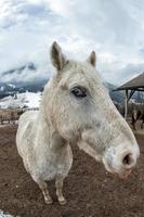 pazzo bianca cavallo vicino su foto