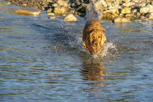 contento cane cocker spaniel avendo divertimento a il fiume foto