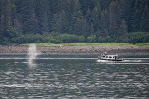 gobba balena soffiaggio vicino Guardando barca nel ghiacciaio baia alaska foto