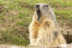 marmotta ritratto mentre sbadigli foto