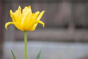 selettivo messa a fuoco di uno giallo tulipano nel il giardino con verde le foglie. sfocato sfondo. un' fiore quello cresce tra il erba su un' caldo soleggiato giorno. primavera e Pasqua naturale sfondo con tulipano. foto