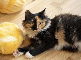 giovane tricolore domestico gatto è dire bugie su di legno pavimento e giocando con giallo palle di filato. foto