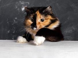 curioso giovane tricolore domestico gatto provando per raggiungere su qualcosa su bianca di legno tavolo. vicino su. foto