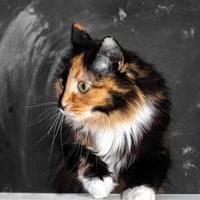 difficile tricolore domestico gatto scalato su tavolo e accuratamente guardare lontano in giro si. vicino su. foto