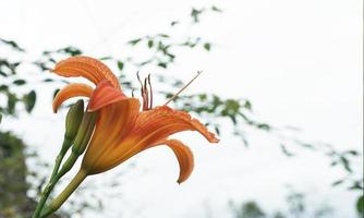 giallo-arancione daylily fiori frans hal su un' blu cielo sfondo foto