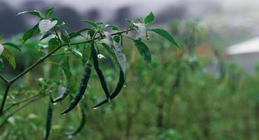 verde chili piantare nel il biologico giardino su il montagna foto