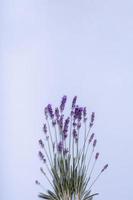 lavanda fiori su colorato sfondo superiore Visualizza. copia spazio foto