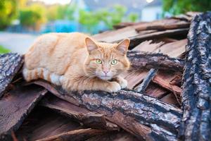 bellissimo rosso gatto stabilisce su legna foto