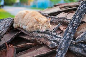bellissimo rosso gatto stabilisce su legna foto