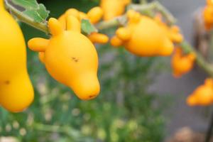 melanzana cartone animato. giallo melanzane siamo sagomato piace un' cartone animato personaggio con verde le foglie e picchi. foto