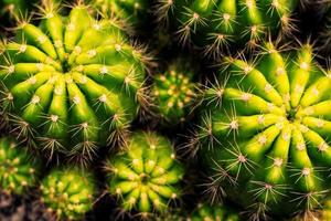 primo piano vista dall'alto della pianta di cactus