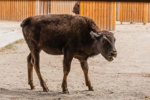 giovane bellissimo bisonte foto