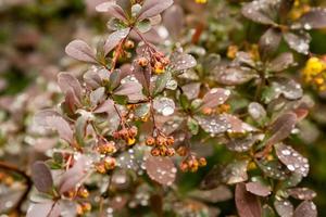 primavera cespugli con le foglie su quale gocce di pioggia foto