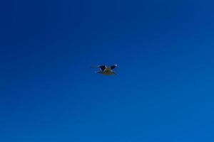 gabbiano volante nel blu cielo foto