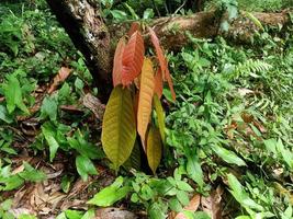 verde impianti di natura verde impianti siamo salutare per il umano corpo foto