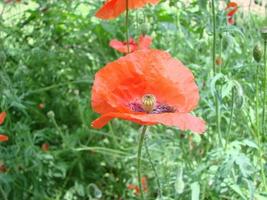 rosso papavero fiori con un' ape e Grano i campi su il sfondo. Comune papavero papaver rhoeas foto