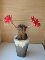 grande rosso fioritura su riccio cactus nel un' pentola a casa. Due fiori a il stesso volta, fioritura spinoso pianta foto