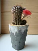 grande rosso fioritura su riccio cactus nel un' pentola a casa. Due fiori a il stesso volta, fioritura spinoso pianta foto