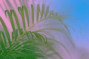 sfondo colorato foglia di palma tropicale foto