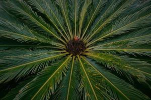 vicino su di sago palma albero con verde e giallo le foglie per qualunque scopo sfondo. radiale le foglie di sago palma albero nel il giardino foto