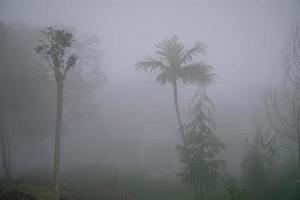 foresta nel nebbia con nebbia. Fata spaventoso guardare boschi nel un' nebbioso giorno. freddo nebbioso mattina nel orrore foresta con alberi foto