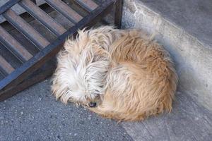 Marrone cane dire bugie su il lato di il strada foto