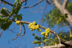 giallo uva spina su il albero foto