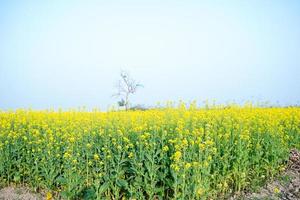 il mostarda fiore campo è pieno di fioritura. foto