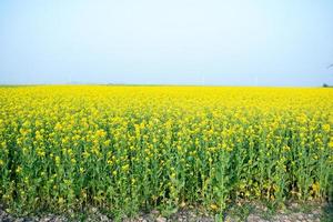 il mostarda fiore campo è pieno di fioritura. foto