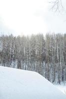 bellissimo paesaggio di inverno foresta nel neve foto
