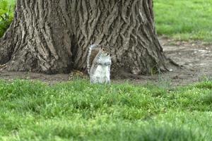 scoiattolo guardare a voi nel Washington foto