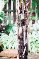 primo piano di un tronco di albero di palma foto
