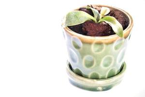 pianta in un vaso verde su sfondo bianco