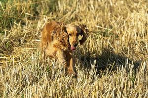 contento cucciolo cane cocker spaniel nel il verde erba foto