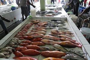 maschio Maldive persone acquisto a pesce mercato foto