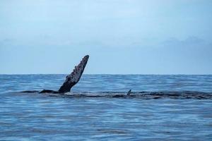 gobba balena slapping pinna nel cabo san lucas foto