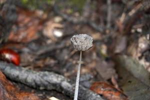 autunno fungo nel il foresta foto