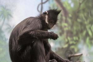 francois langur scimmia scimmia a partire dal Cina e Vietnam foto