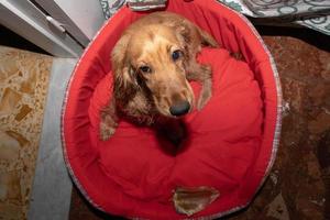 cucciolo cane cocker spaniel rilassante e addormentato su un' divano foto