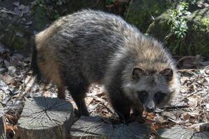 procione cane vicino su ritratto foto