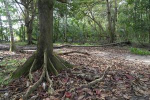 abbandonato ricorrere nel il tropicale giungla foto