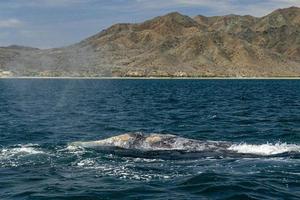 grigio balena nel magdalena baia baja California foto