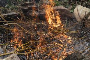 sottobosco ardente nel fuoco foto