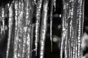 ghiaccioli congelato ghiaccio su albero rami foto