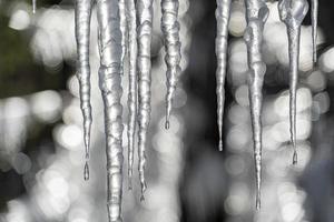 ghiaccioli congelato ghiaccio su albero rami foto