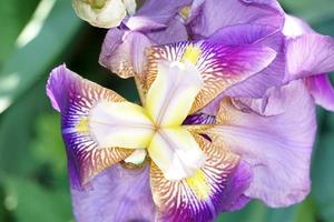 iris viola fiori foto