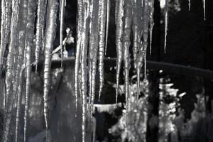 ghiaccioli congelato ghiaccio su albero rami foto