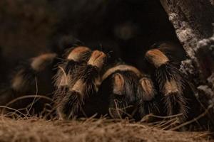 messicano rosso ginocchio tarantola foto