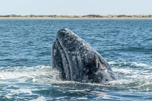 grigio balena spiare Hopping vicino osservazione delle balene barca nel magdalena baia baja California foto